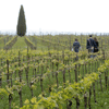 A VINEYARD AT VALIANO DI MONTEPULCIANO
