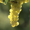 TORRITA DI SIENA, GRAPES IN THE VINEYARD